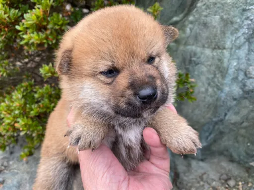 柴犬の子犬販売