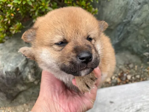 柴犬の子犬販売