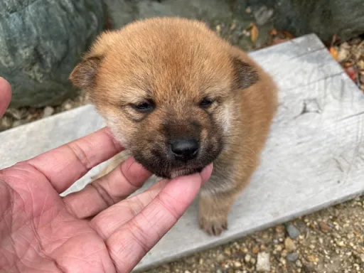 柴犬の子犬販売