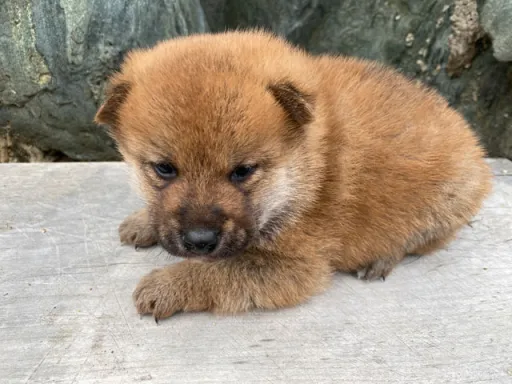 柴犬の子犬販売