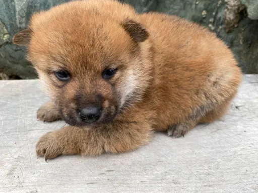柴犬の子犬販売
