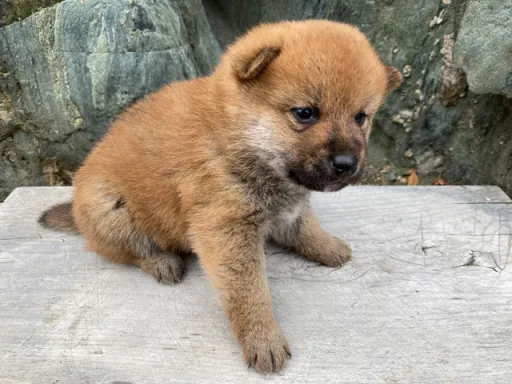 柴犬の子犬販売