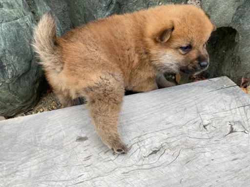 柴犬の子犬販売