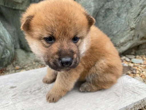 柴犬の子犬販売