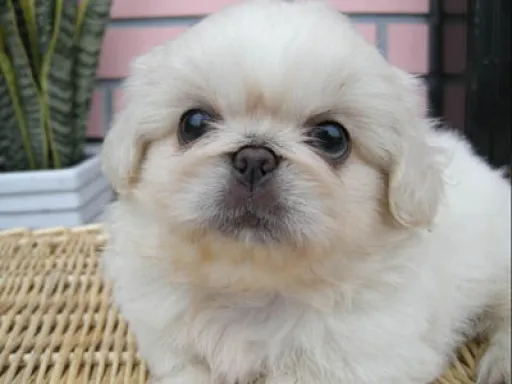 ペキニーズの子犬販売