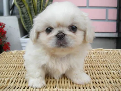 ペキニーズの子犬販売