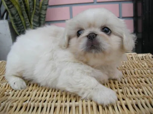 ペキニーズの子犬販売