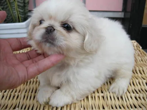 ペキニーズの子犬販売