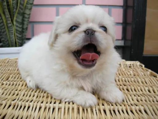 ペキニーズの子犬販売