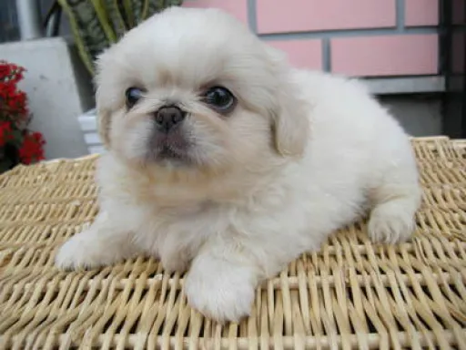 ペキニーズの子犬販売