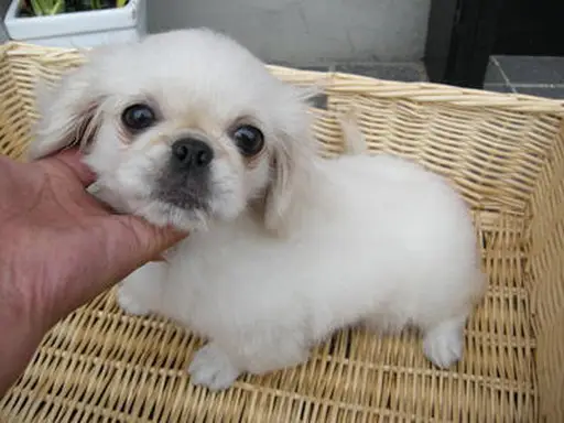 ペキニーズの子犬販売