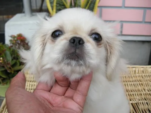 ペキニーズのサムネイル画像2