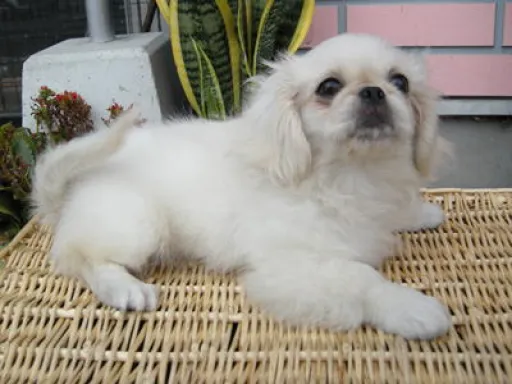ペキニーズのサムネイル画像3