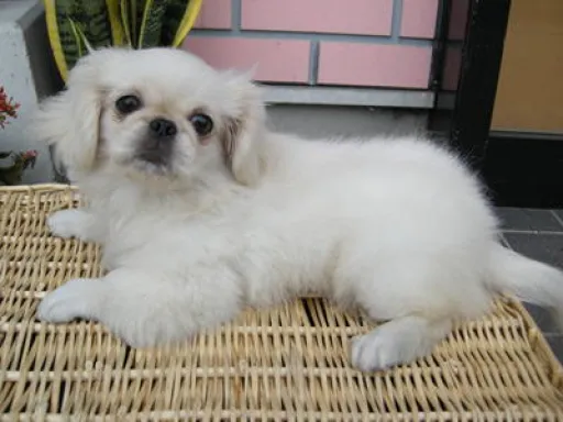 ペキニーズのサムネイル画像4