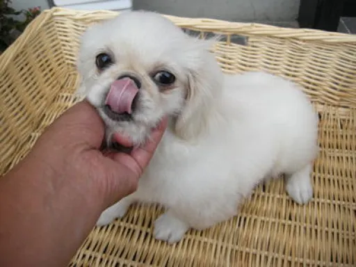 ペキニーズのサムネイル画像5