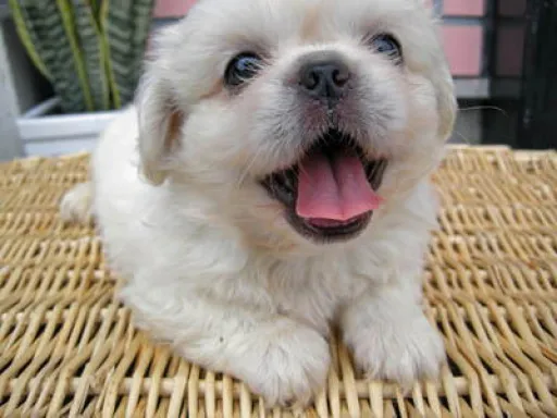 ペキニーズのサムネイル画像2