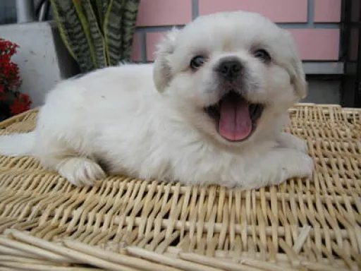 ペキニーズのサムネイル画像3