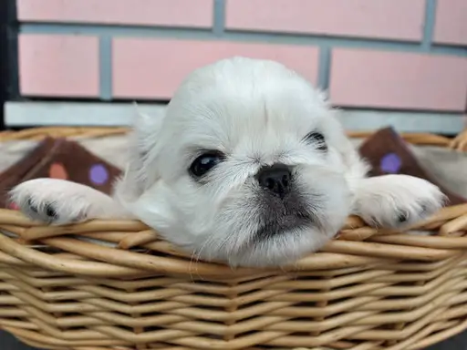 ペキニーズの子犬販売