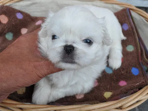 ペキニーズのサムネイル画像4