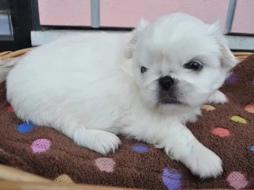 ペキニーズのサムネイル画像5