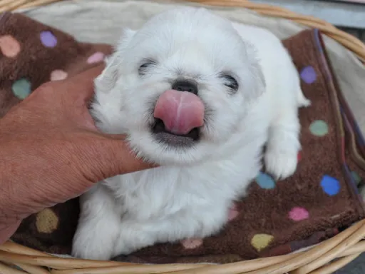 ペキニーズのサムネイル画像6