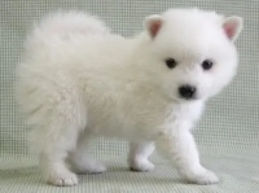 日本スピッツの子犬販売