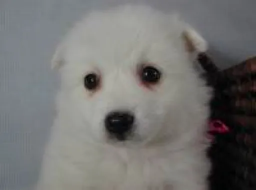 日本スピッツの子犬販売