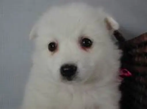 日本スピッツの子犬販売