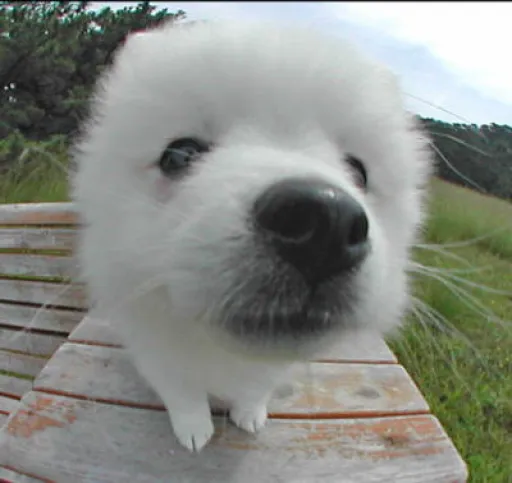 日本スピッツの子犬販売