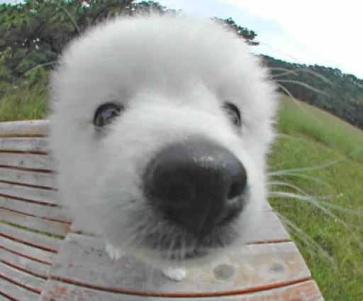 日本スピッツの子犬販売