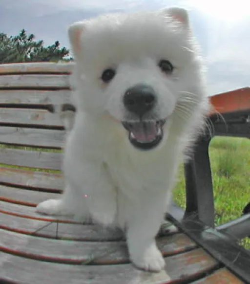 日本スピッツの子犬販売