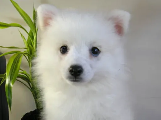 日本スピッツの子犬販売