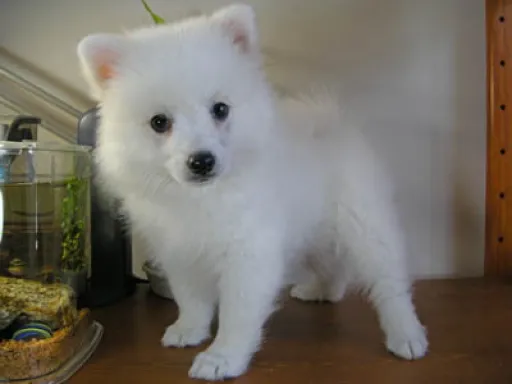 日本スピッツの子犬販売