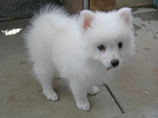 日本スピッツの子犬販売