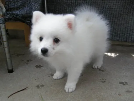 日本スピッツの子犬販売