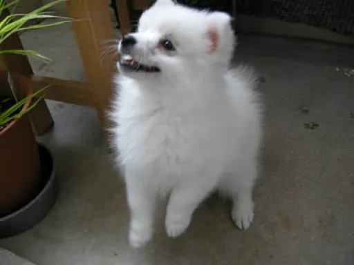 日本スピッツのサムネイル画像12