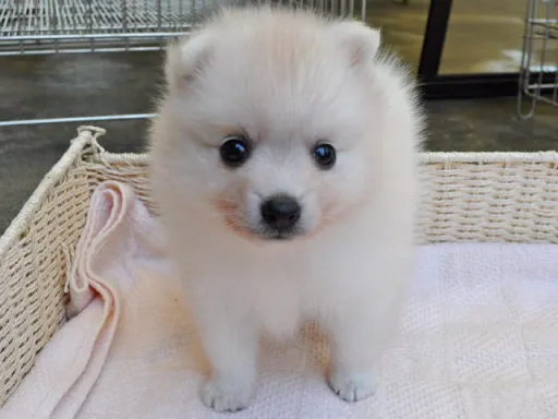 日本スピッツの子犬販売