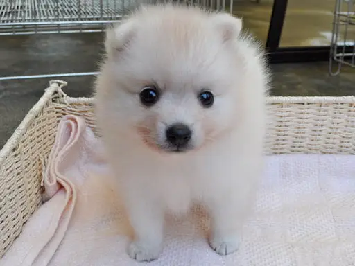 日本スピッツの子犬販売