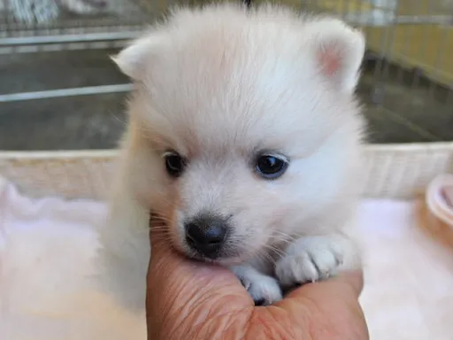 日本スピッツの子犬販売