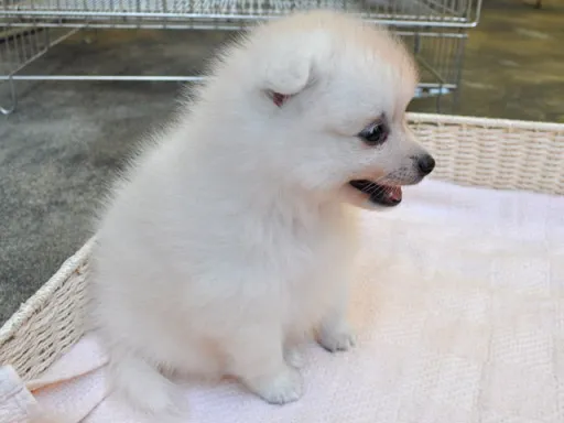 日本スピッツの子犬販売