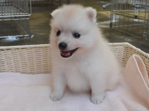 日本スピッツの子犬販売