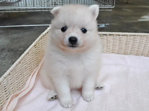 日本スピッツの子犬販売