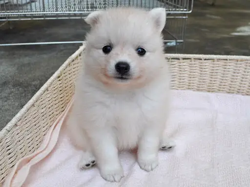 日本スピッツの子犬販売