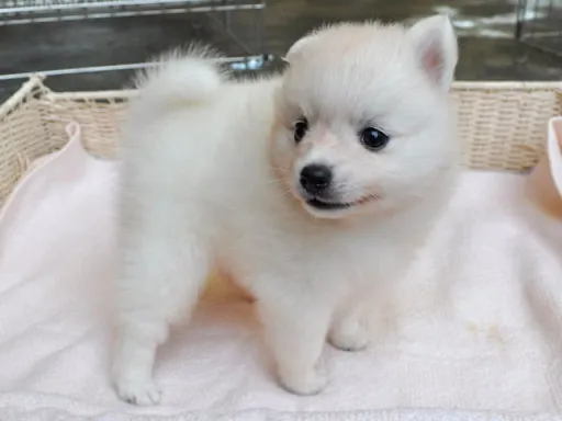 日本スピッツの子犬販売