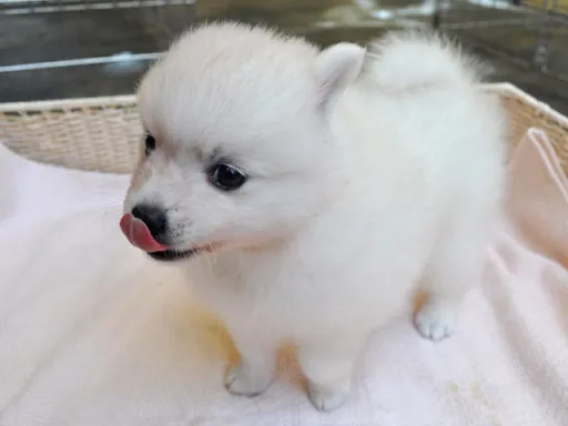 日本スピッツの子犬販売