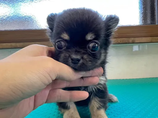 チワワの子犬販売