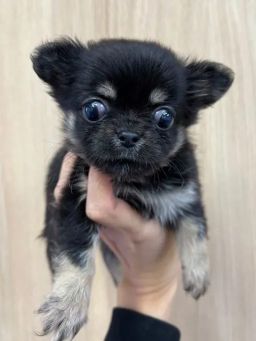 チワワの子犬販売