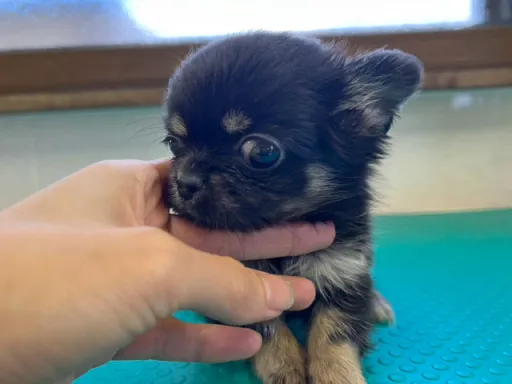 チワワの子犬販売
