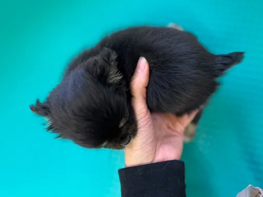チワワの子犬販売