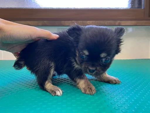 チワワの子犬販売
